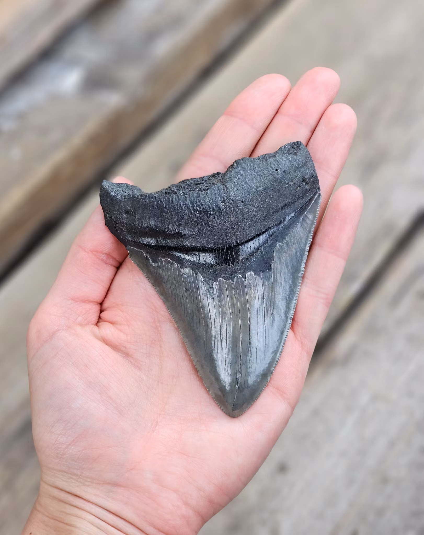 Megalodon tand fossil XL #5