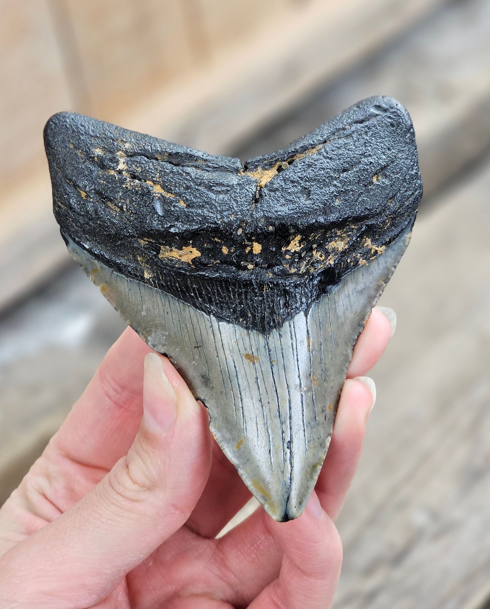 Megalodon tand fossil XL