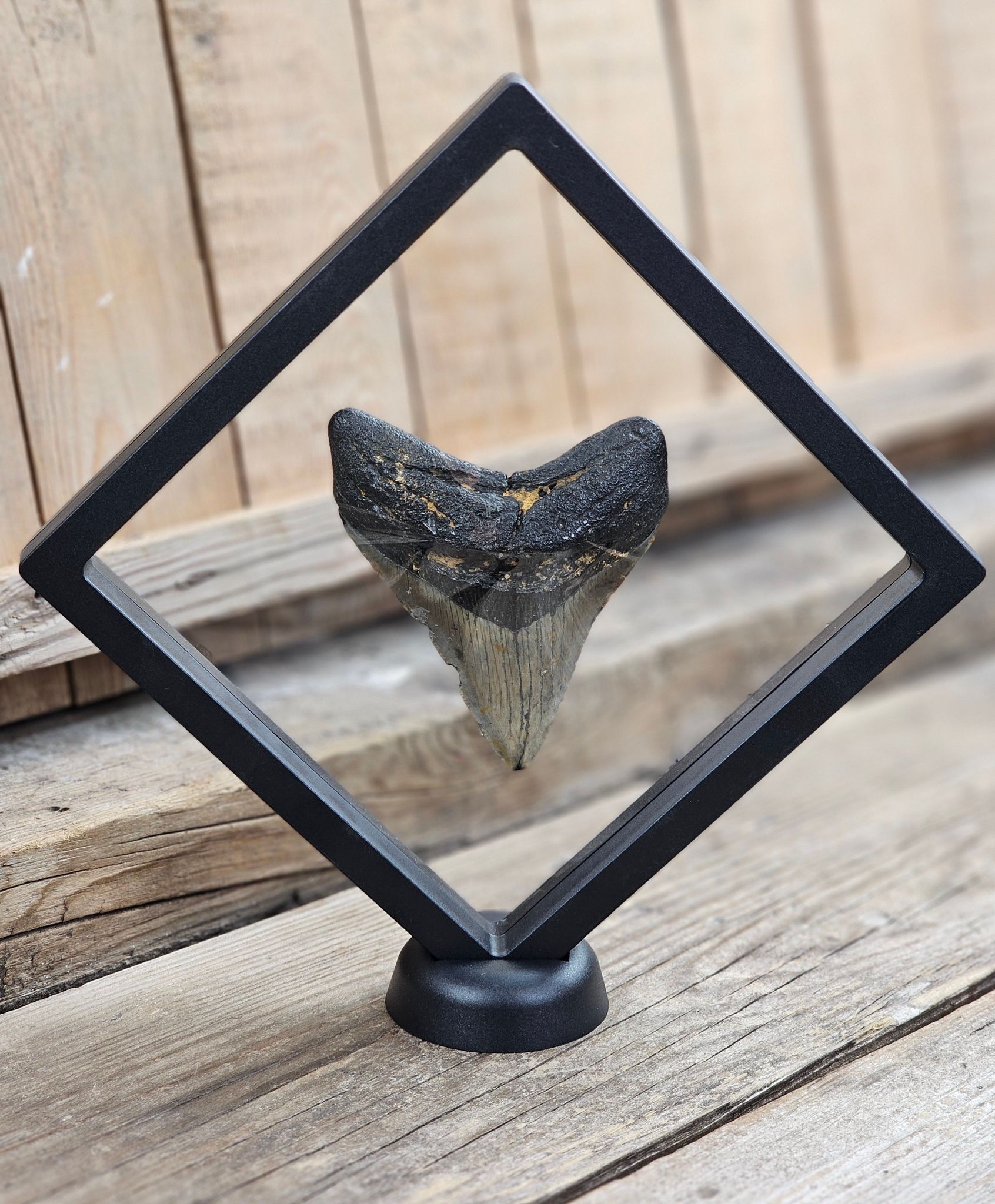 Megalodon tand fossil XL