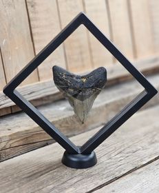 Megalodon tand fossil XL #6