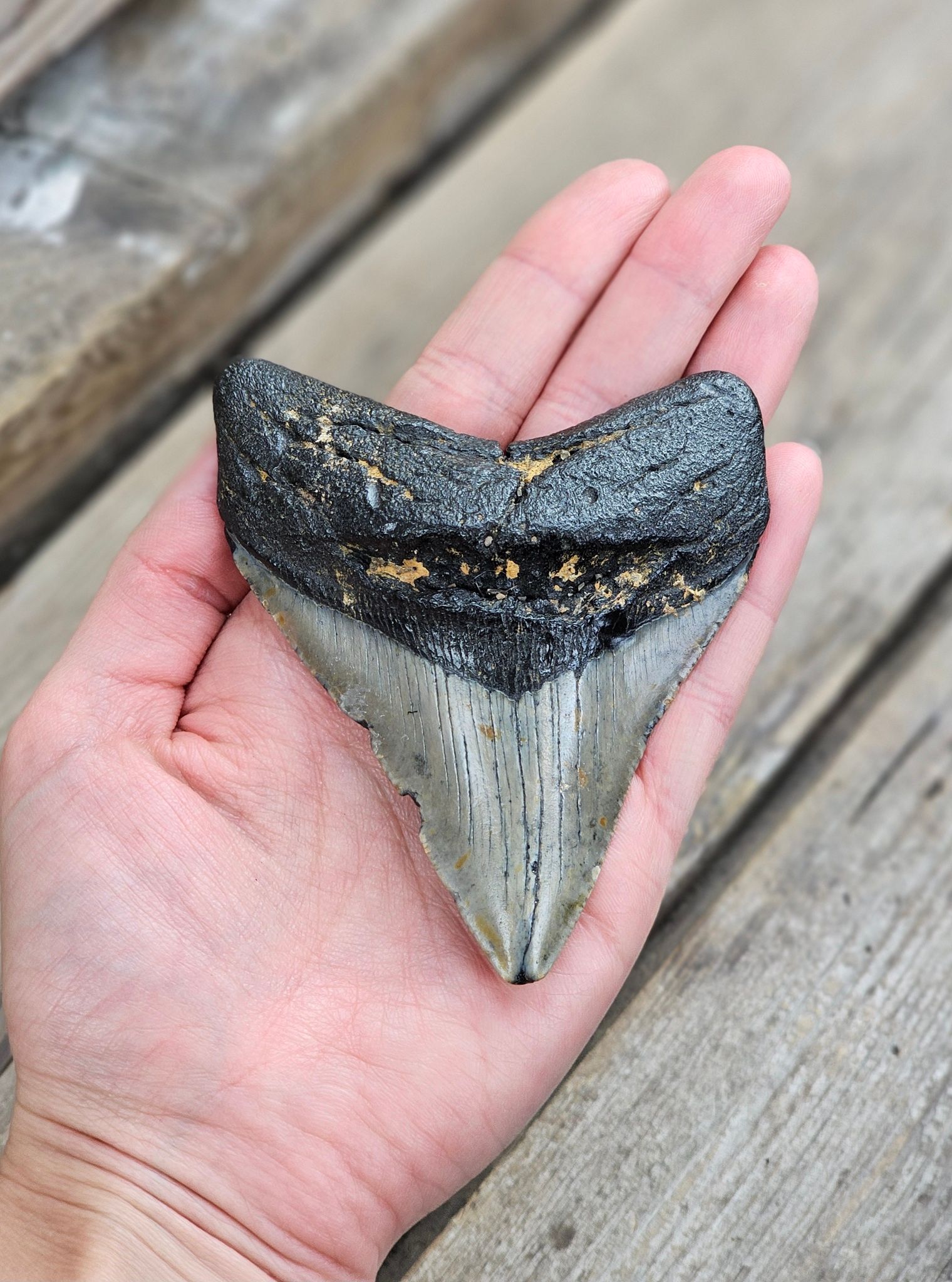 Megalodon tand fossil XL