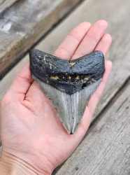 Megalodon tand fossil XL #6