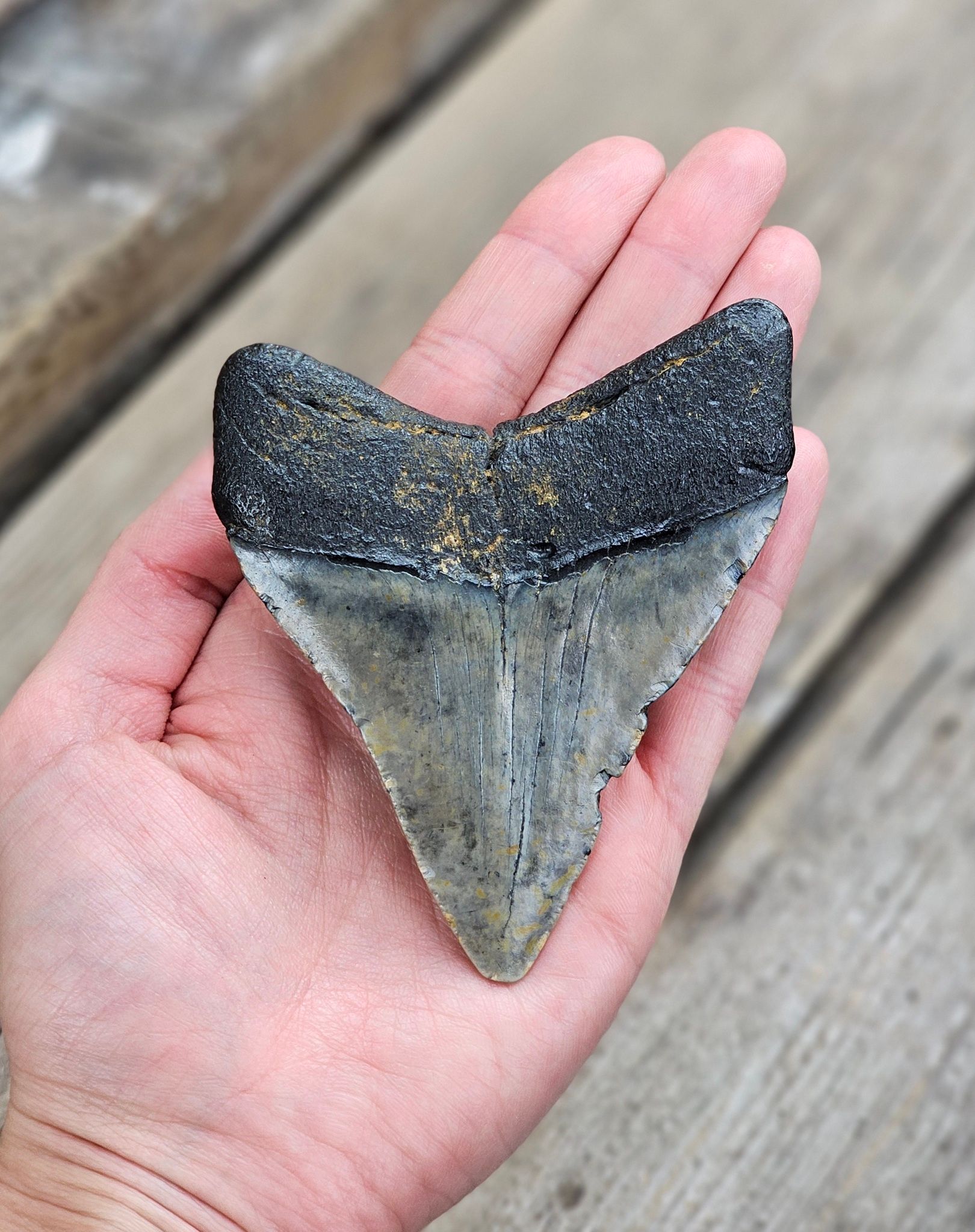 Megalodon tand fossil XL