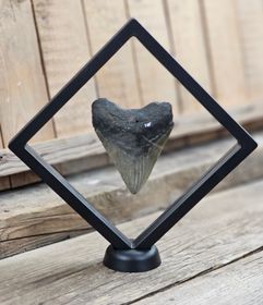 Megalodon tand fossil XL #7