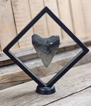 Megalodon tand fossil XL #7