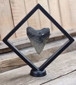 Megalodon tand fossil XL #7