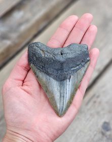 Megalodon tand fossil XL #7