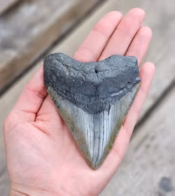 Megalodon tand fossil XL #7