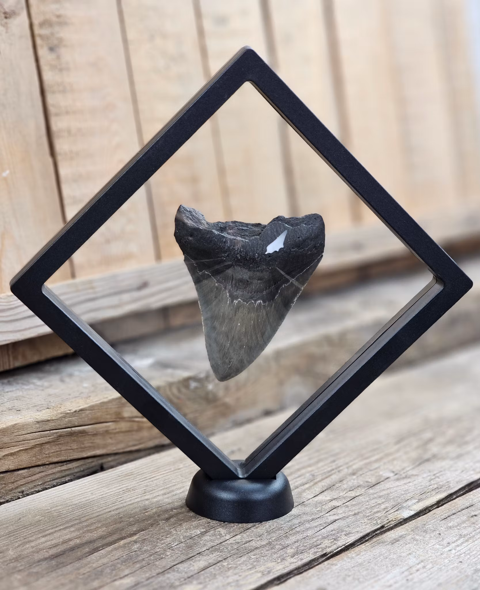 Megalodon tand fossil XL #5