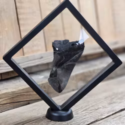 Megalodon tand fossil XL #11