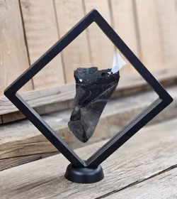 Megalodon tand fossil XL #11