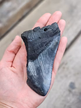 Megalodon tand fossil XL #11