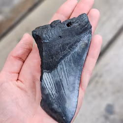 Megalodon tand fossil XL #11