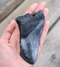 Megalodon tand fossil XL #11