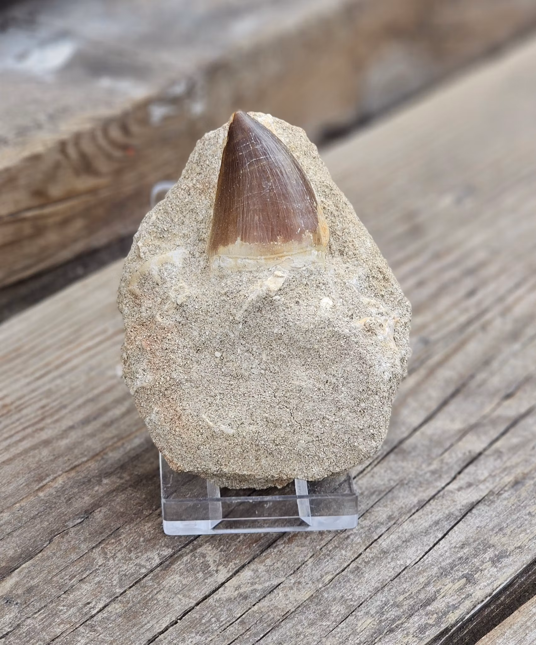 Mosasaurus tand fossil i matrix