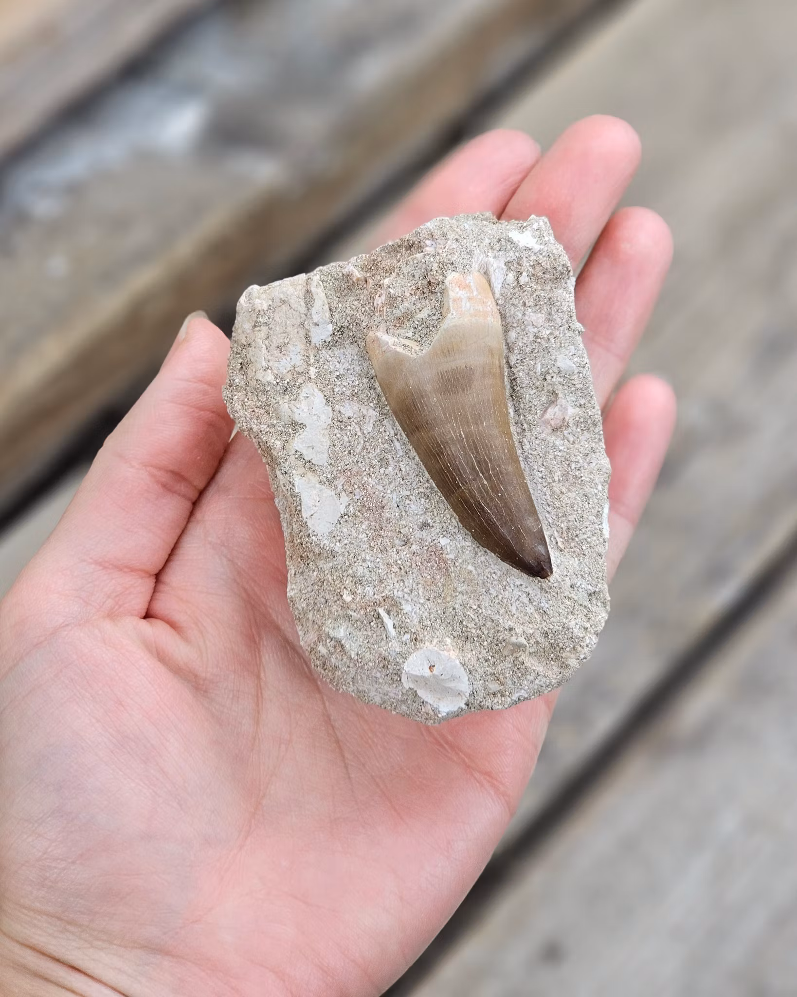 Mosasaurus tand fossil i matrix #6