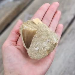 Mosasaurus tand fossil i matrix #7