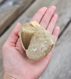 Mosasaurus tand fossil i matrix #7