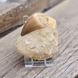 Mosasaurus tand fossil i matrix #7