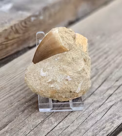 Mosasaurus tand fossil i matrix #7