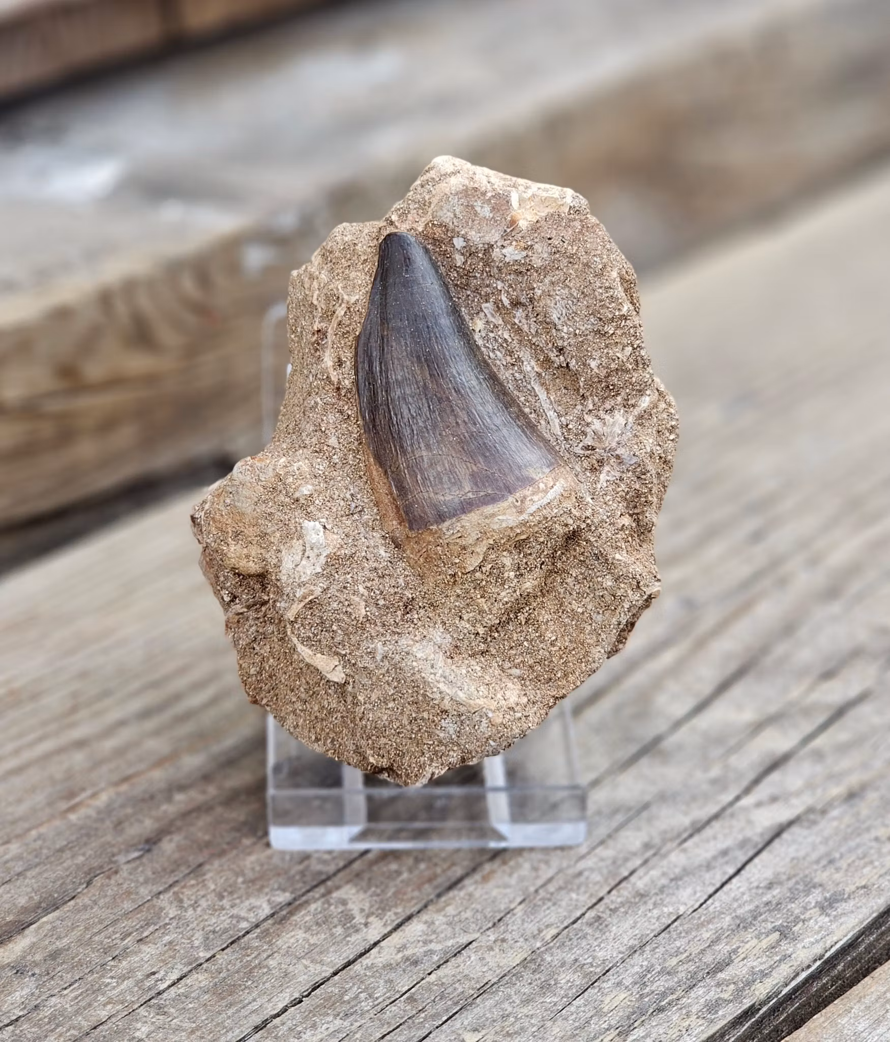 Mosasaurus tand fossil i matrix #8