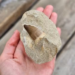 Mosasaurus tand fossil i matrix #9