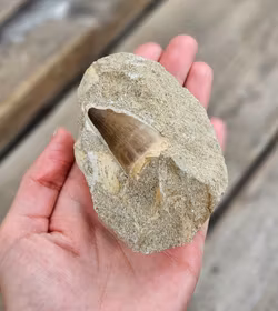 Mosasaurus tand fossil i matrix #9