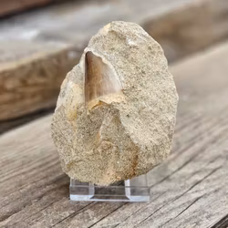 Mosasaurus tand fossil i matrix #9