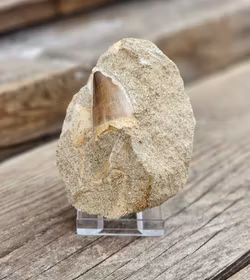 Mosasaurus tand fossil i matrix #9