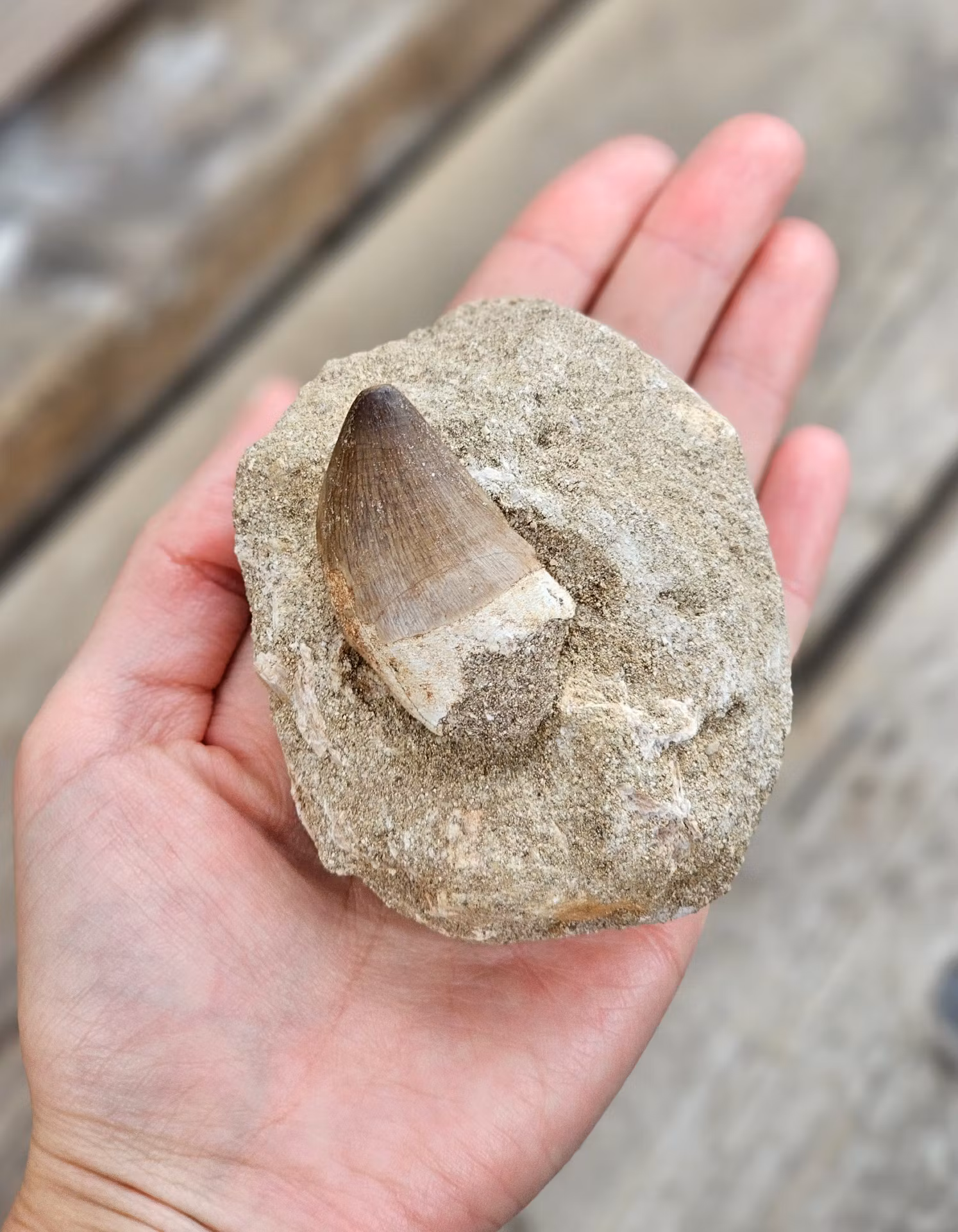 Mosasaurus tand fossil i matrix #10