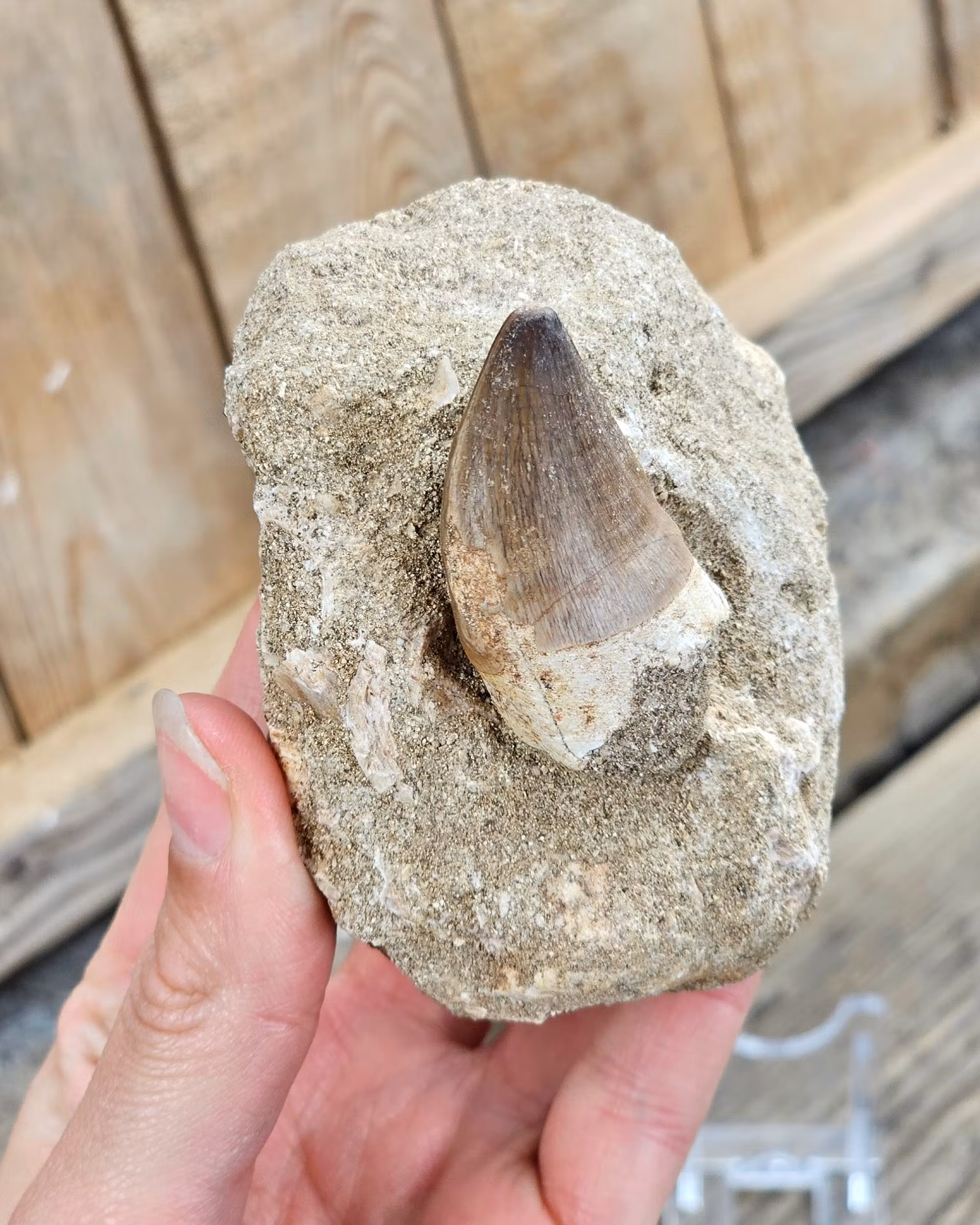 Mosasaurus tand fossil i matrix #10