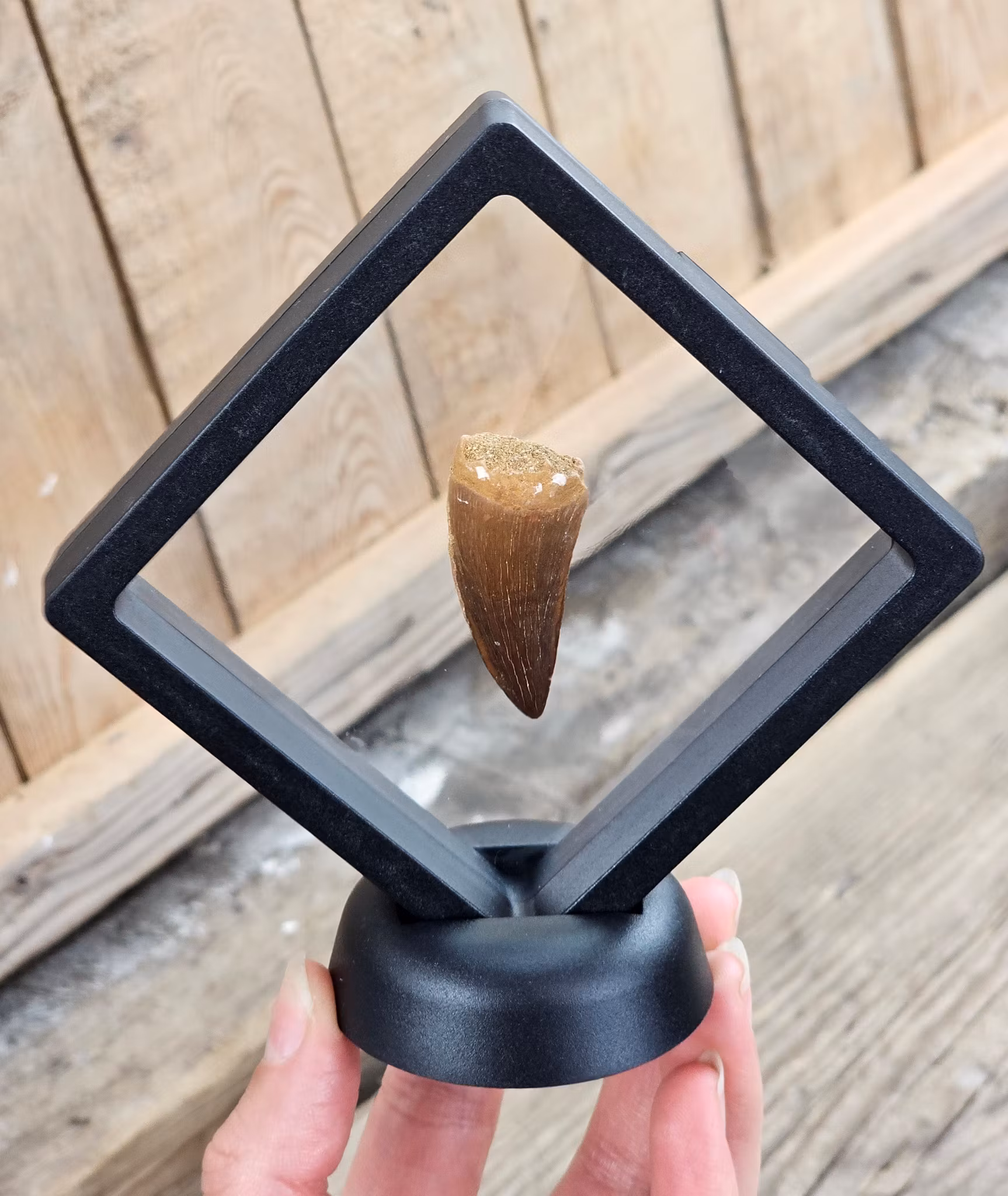 Display till kristaller/fossiler, mellan svart
