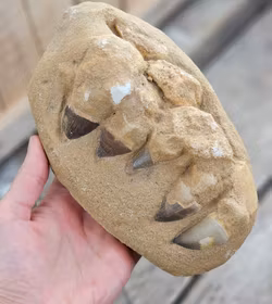 Mosasaurus tänder fossil i matrix XL #1