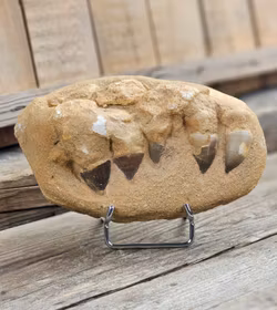 Mosasaurus tänder fossil i matrix XL #1