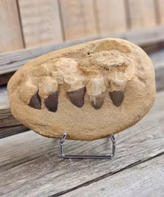 Mosasaurus tänder fossil i matrix XL #2