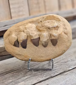 Mosasaurus tänder fossil i matrix XL #2