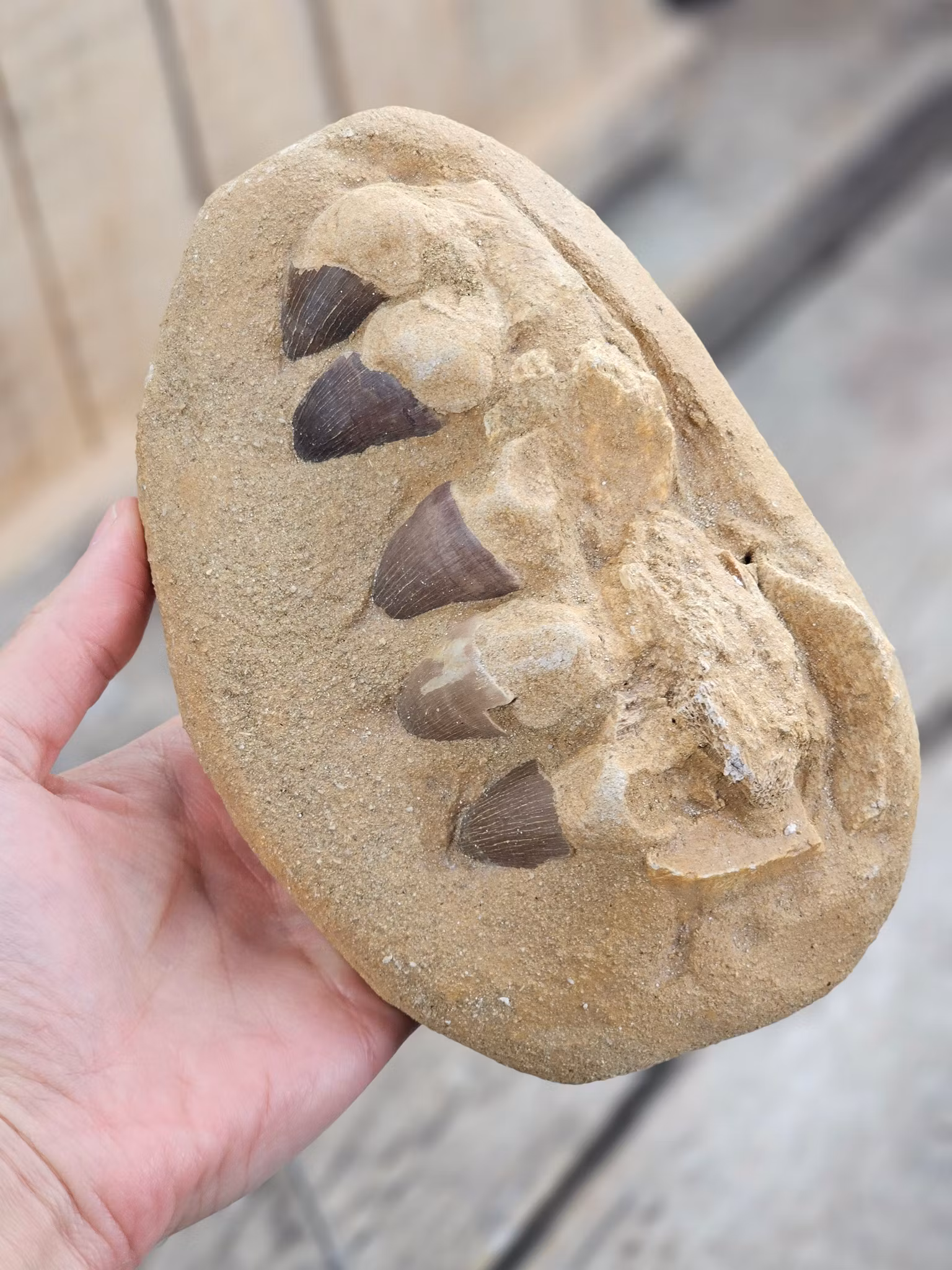 Mosasaurus tänder fossil i matrix XL