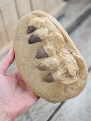 Mosasaurus tänder fossil i matrix XL #2