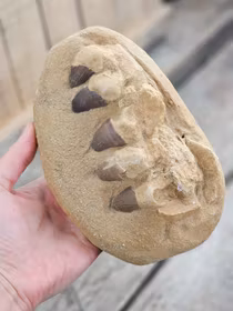 Mosasaurus tänder fossil i matrix XL #2
