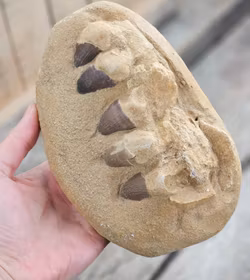 Mosasaurus tänder fossil i matrix XL #2