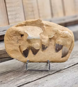 Mosasaurus tänder fossil i matrix XL #5