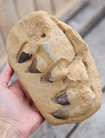 Mosasaurus tänder fossil i matrix XL #5