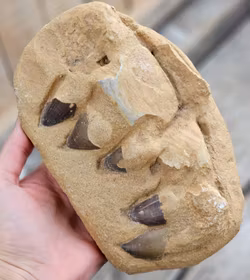 Mosasaurus tänder fossil i matrix XL #5