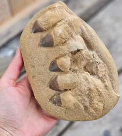 Mosasaurus tänder fossil i matrix XL #6