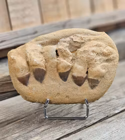 Mosasaurus tänder fossil i matrix XL #6