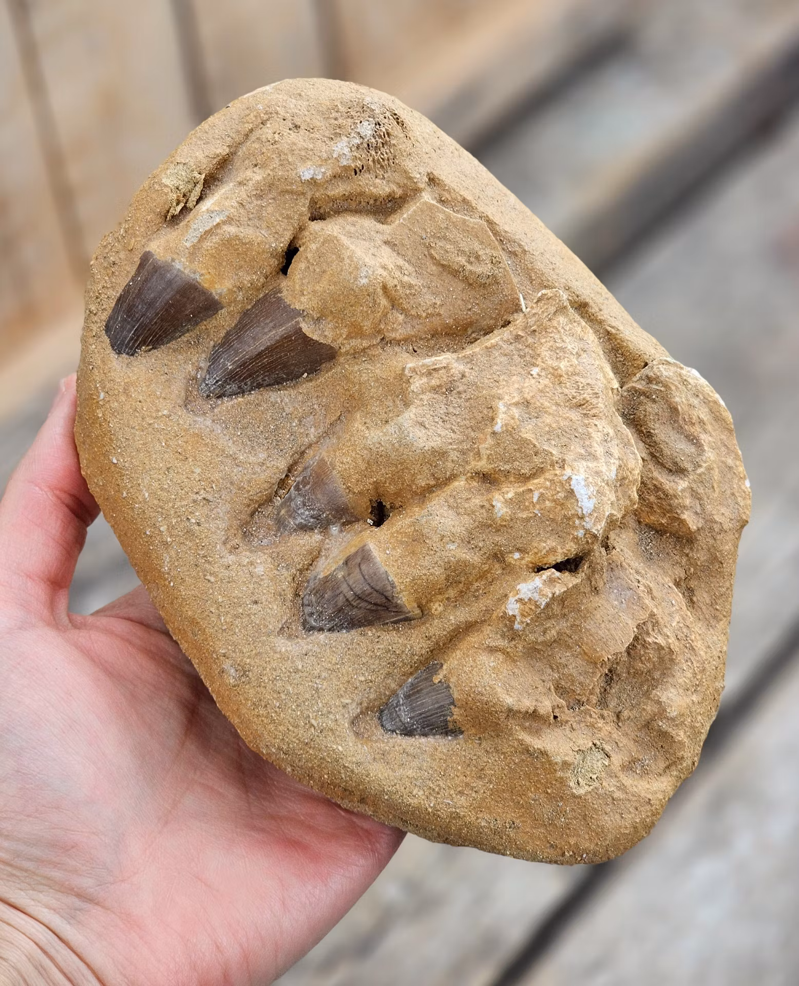 Mosasaurus tänder fossil i matrix XL