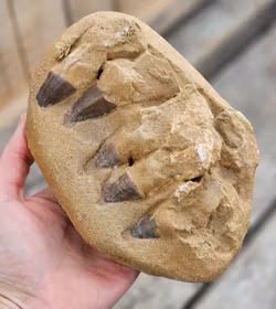 Mosasaurus tänder fossil i matrix XL #7