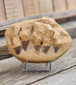 Mosasaurus tänder fossil i matrix XL #7