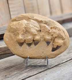 Mosasaurus tänder fossil i matrix XL #8