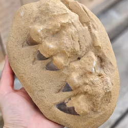 Mosasaurus tänder fossil i matrix XL #8